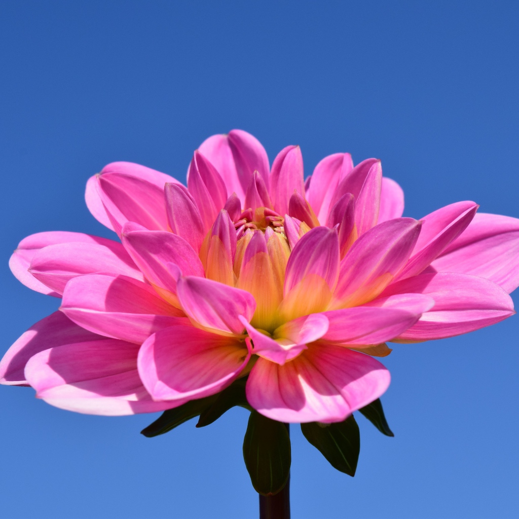 Красивый розовый цветок георгины на голубом фоне 