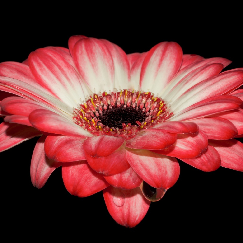 Красивый розовый цветок герберы на черном фоне