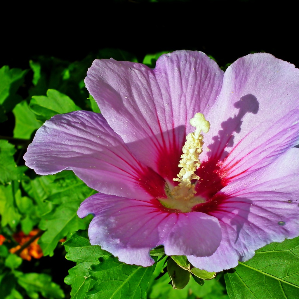 Красивый розовый цветок гибискуса с зелеными листьями