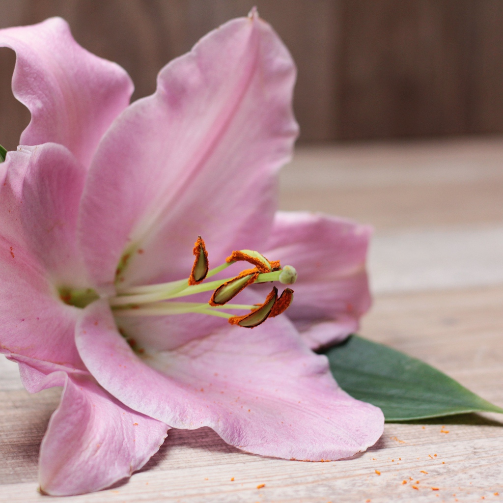 Красивая розовая лилия лежит на столе 