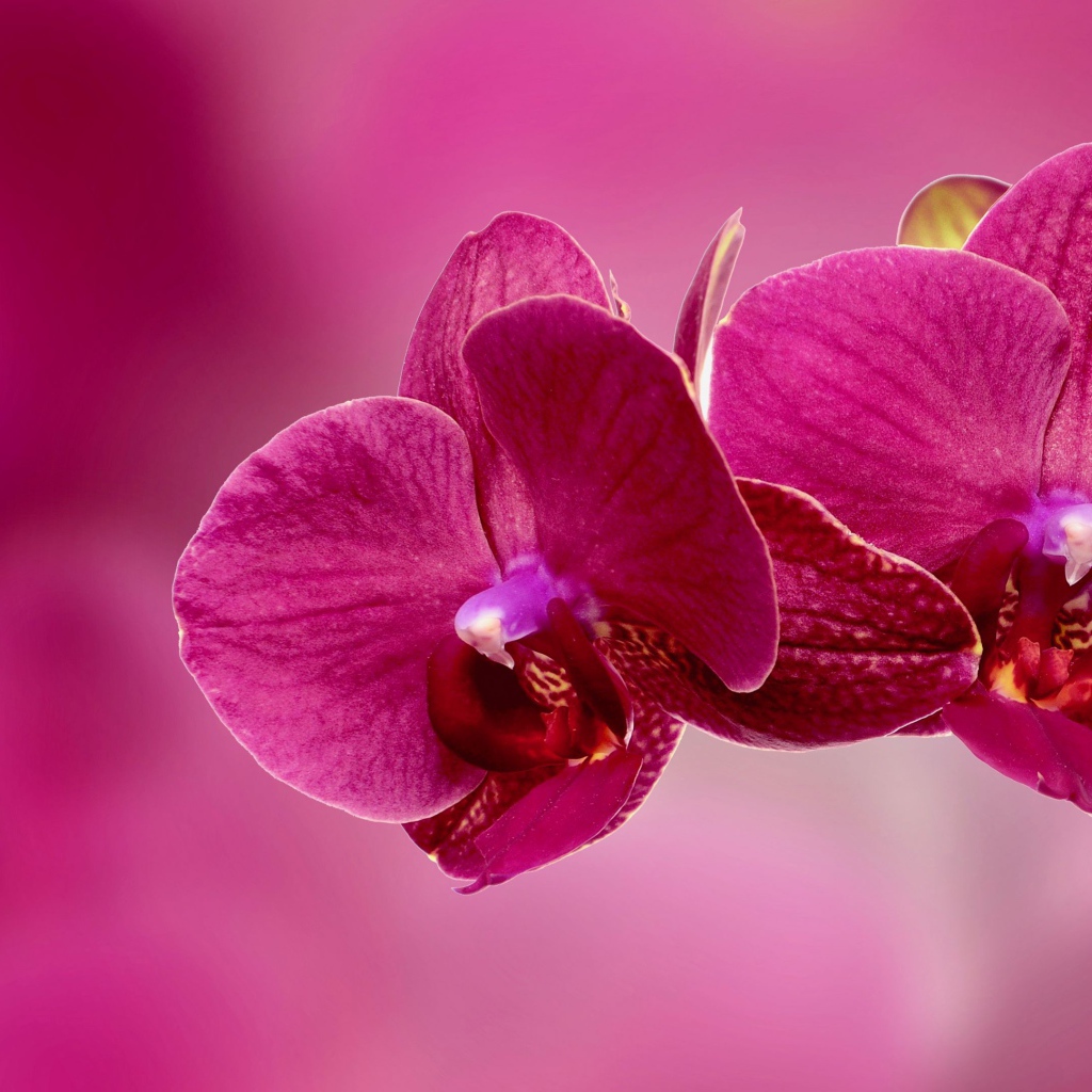 Красивые розовые цветы орхидеи крупным планом на розовом фоне