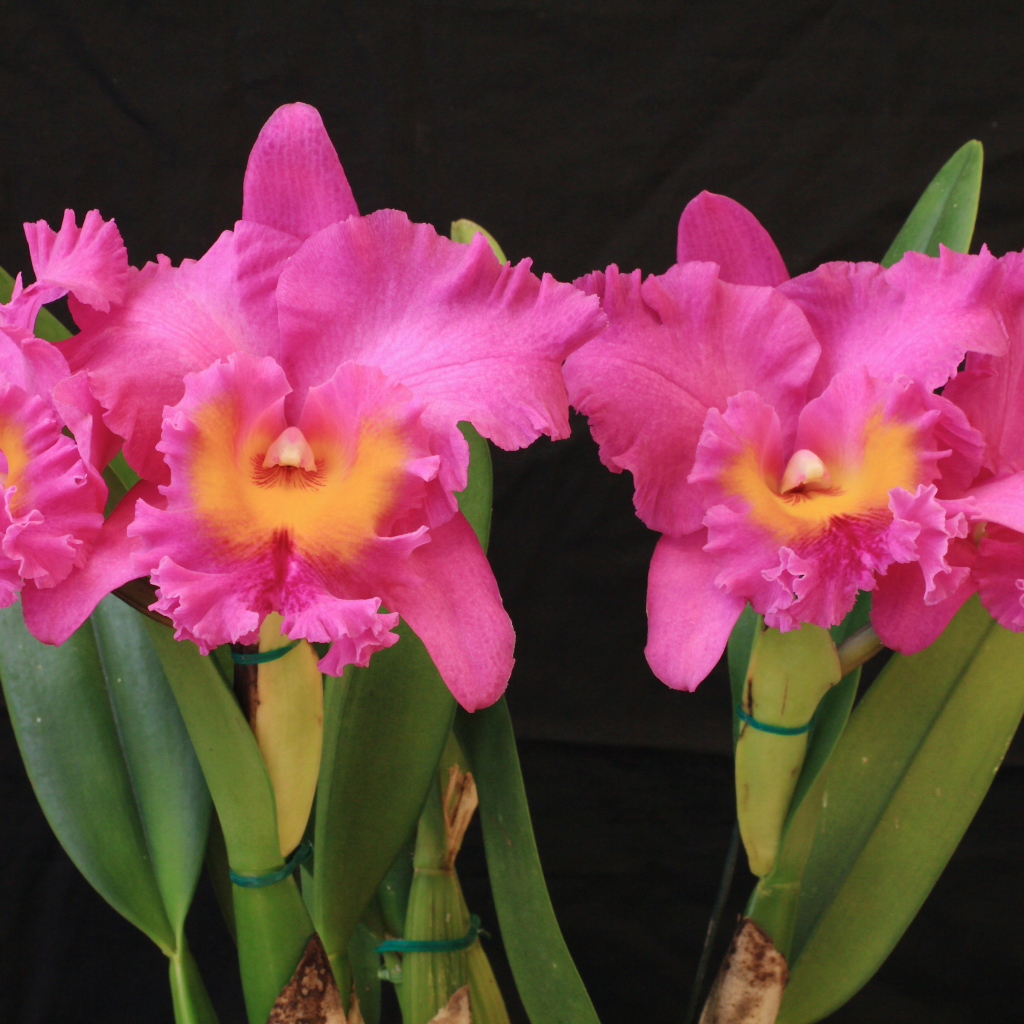 Красивые розовые орхидеи на черном фоне