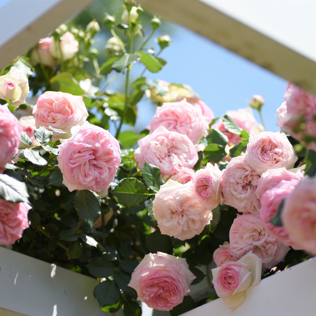 Красивые розовые парковые розы летом