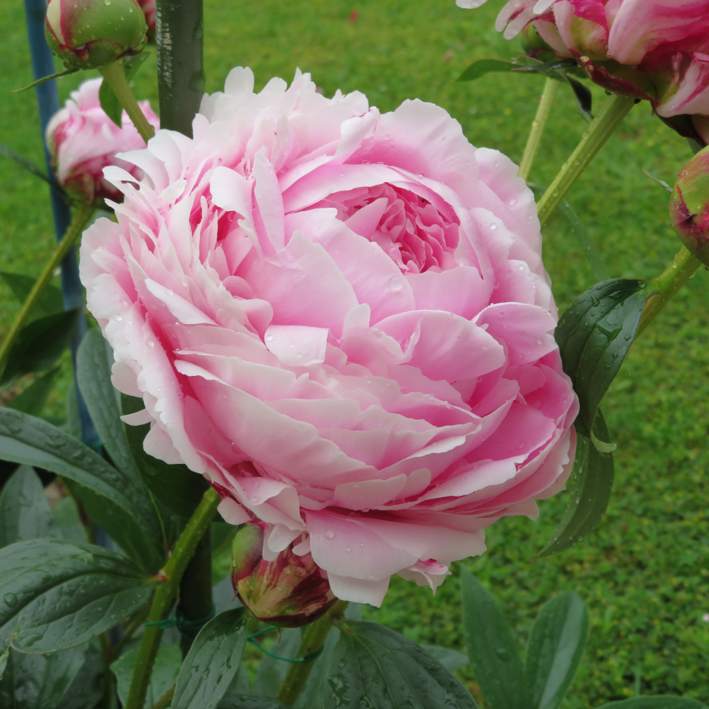 Красивый розовый пион с бутонами на клумбе