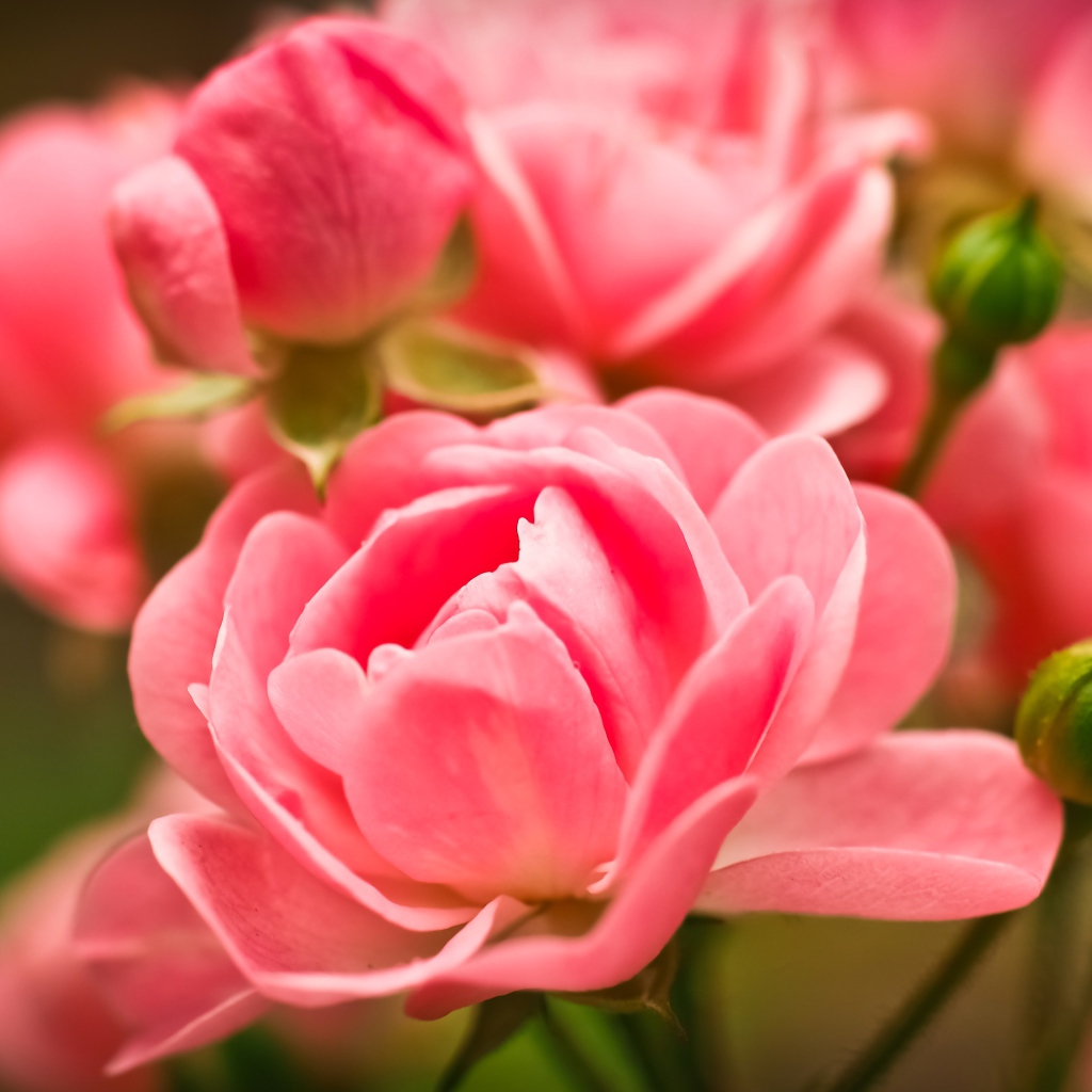 Красивые розовые цветы комнатной розы с бутонами 