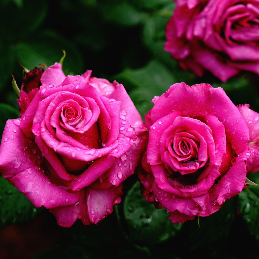 Красивые розовые розы на клумбе в каплях росы