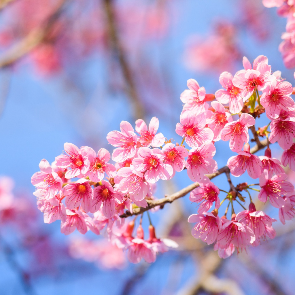 Красивые розовые весенние цветы на ветке дерева