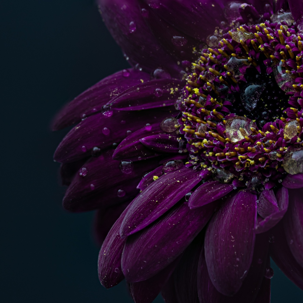 Красивый фиолетовый цветок герберы в каплях воды