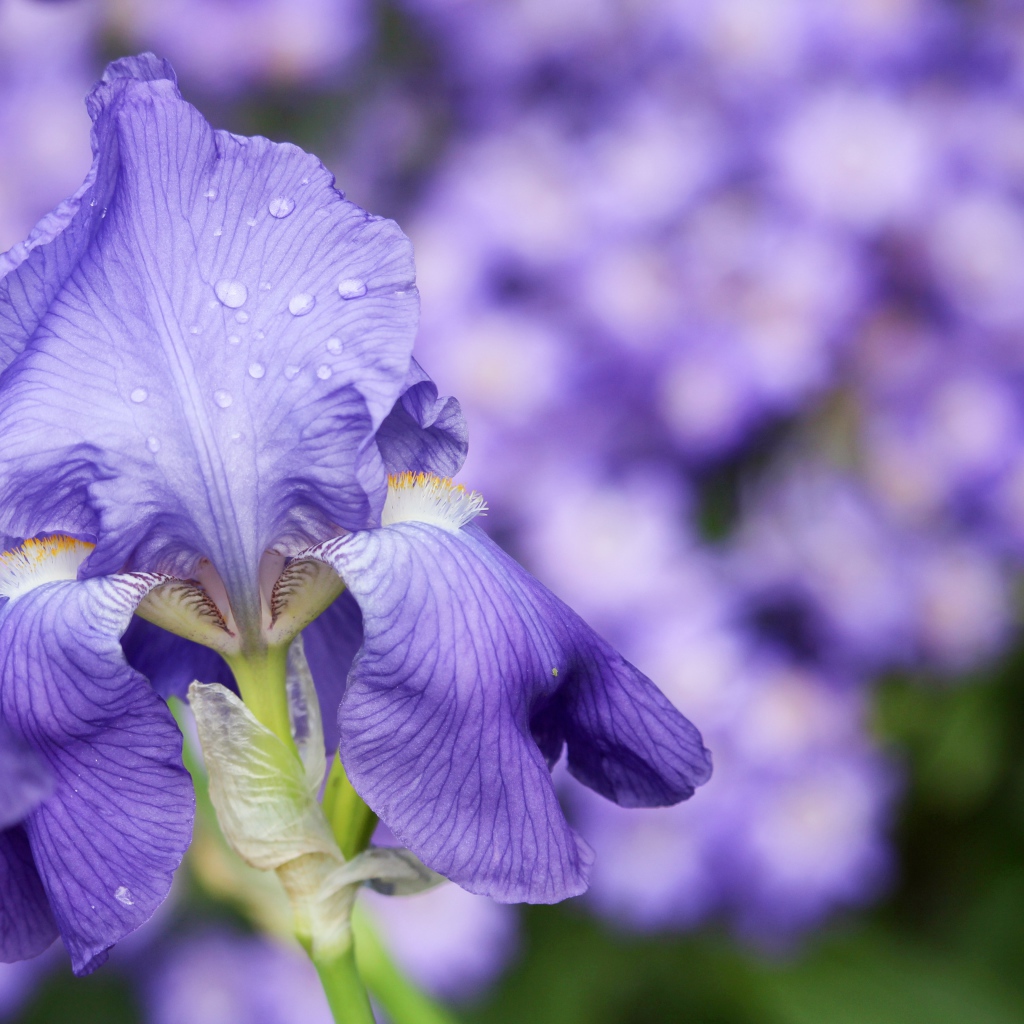 Красивый фиолетовый цветок ириса в каплях росы
