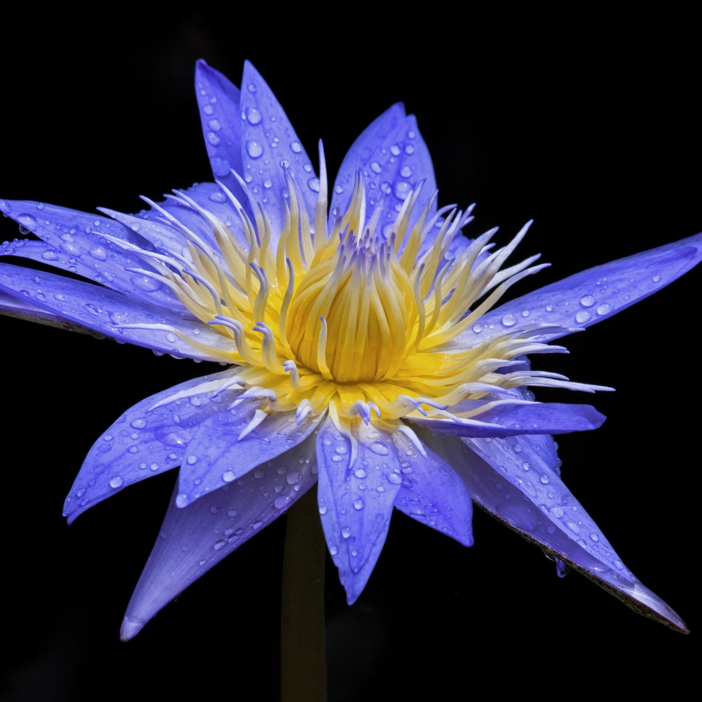 Красивый фиолетовый цветок лотоса в каплях росы на черном фоне