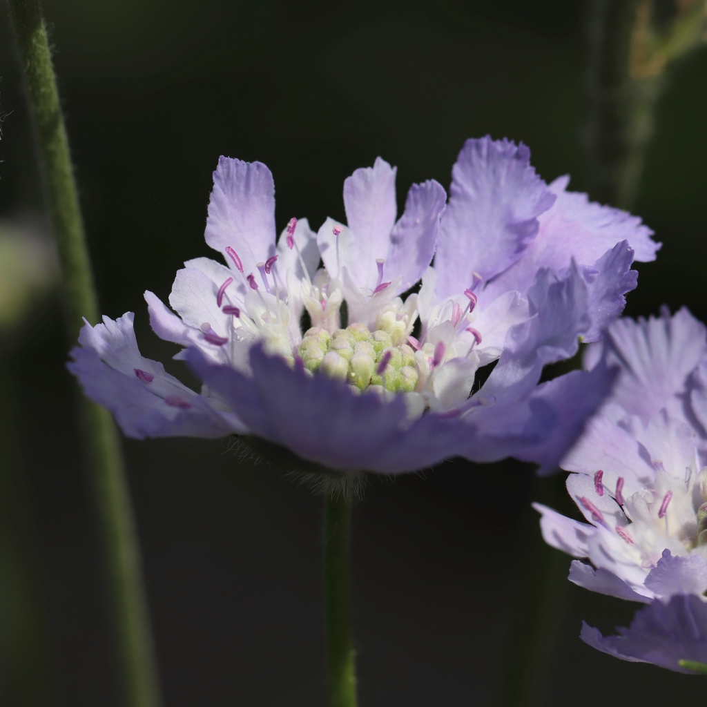 Красивые фиолетовые цветы скабиоза 