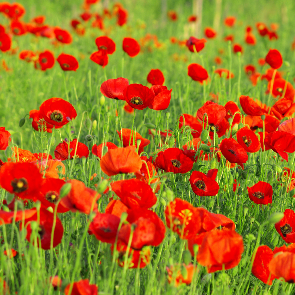 Красивые красные полевые летние маки на поле 