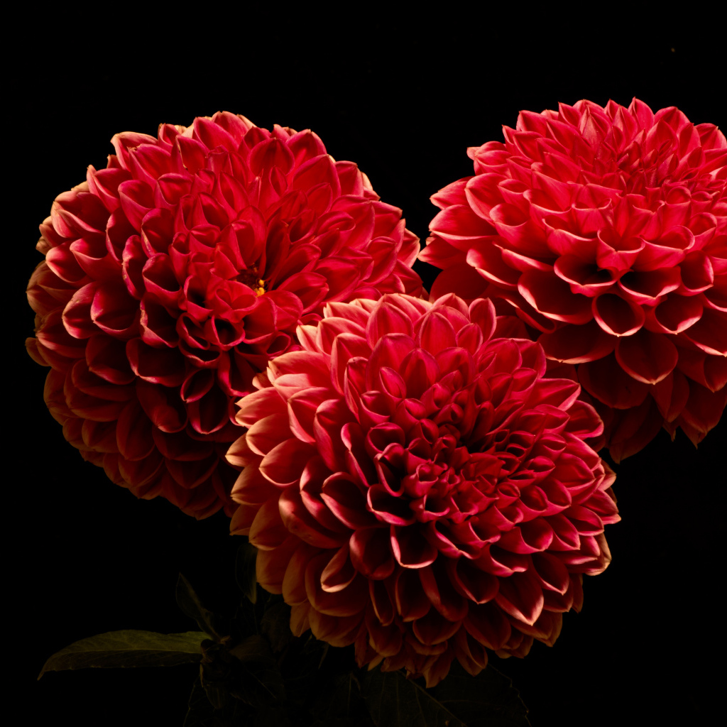 Красивые красные полные георгины на черном фоне
