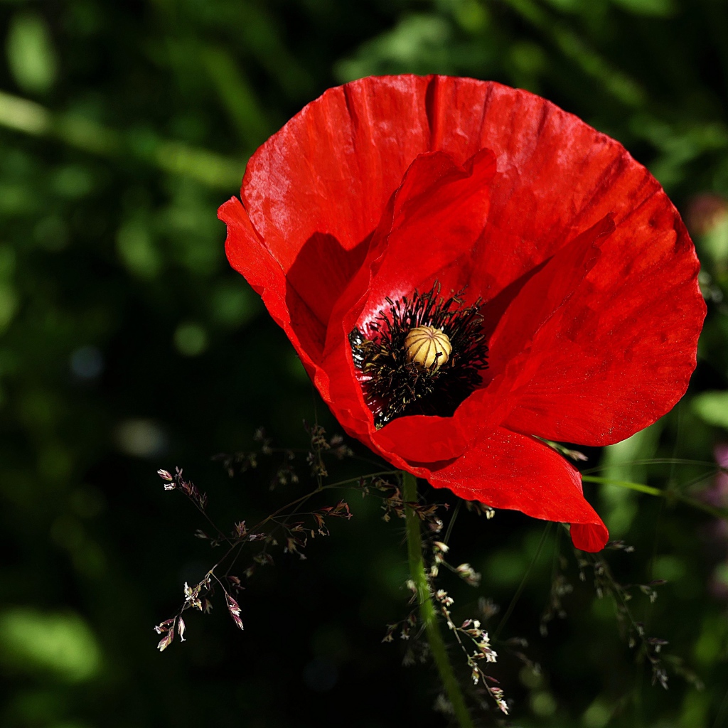 Красивый цветок красного мака крупным планом