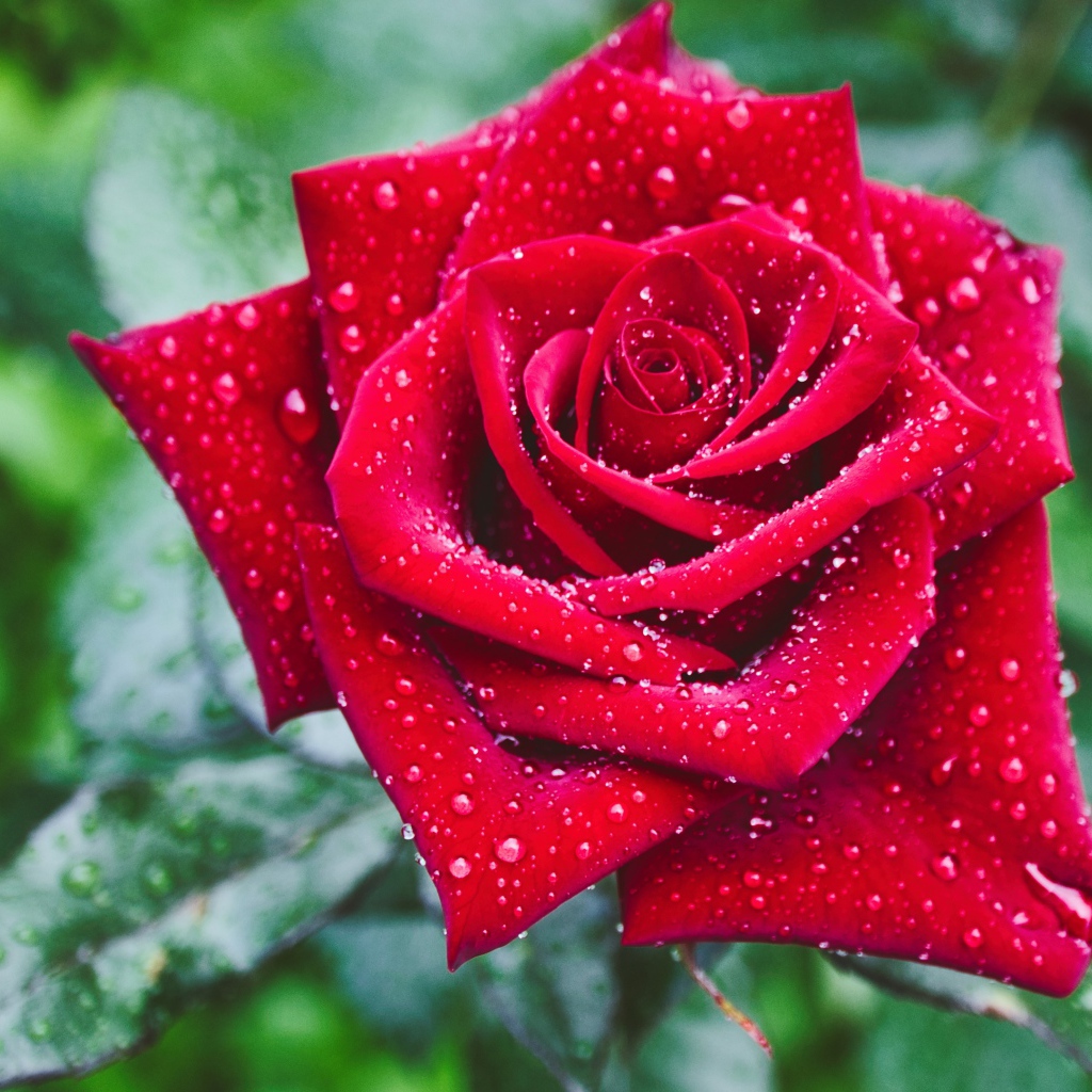 Красивая красная роза в каплях росы крупным планом