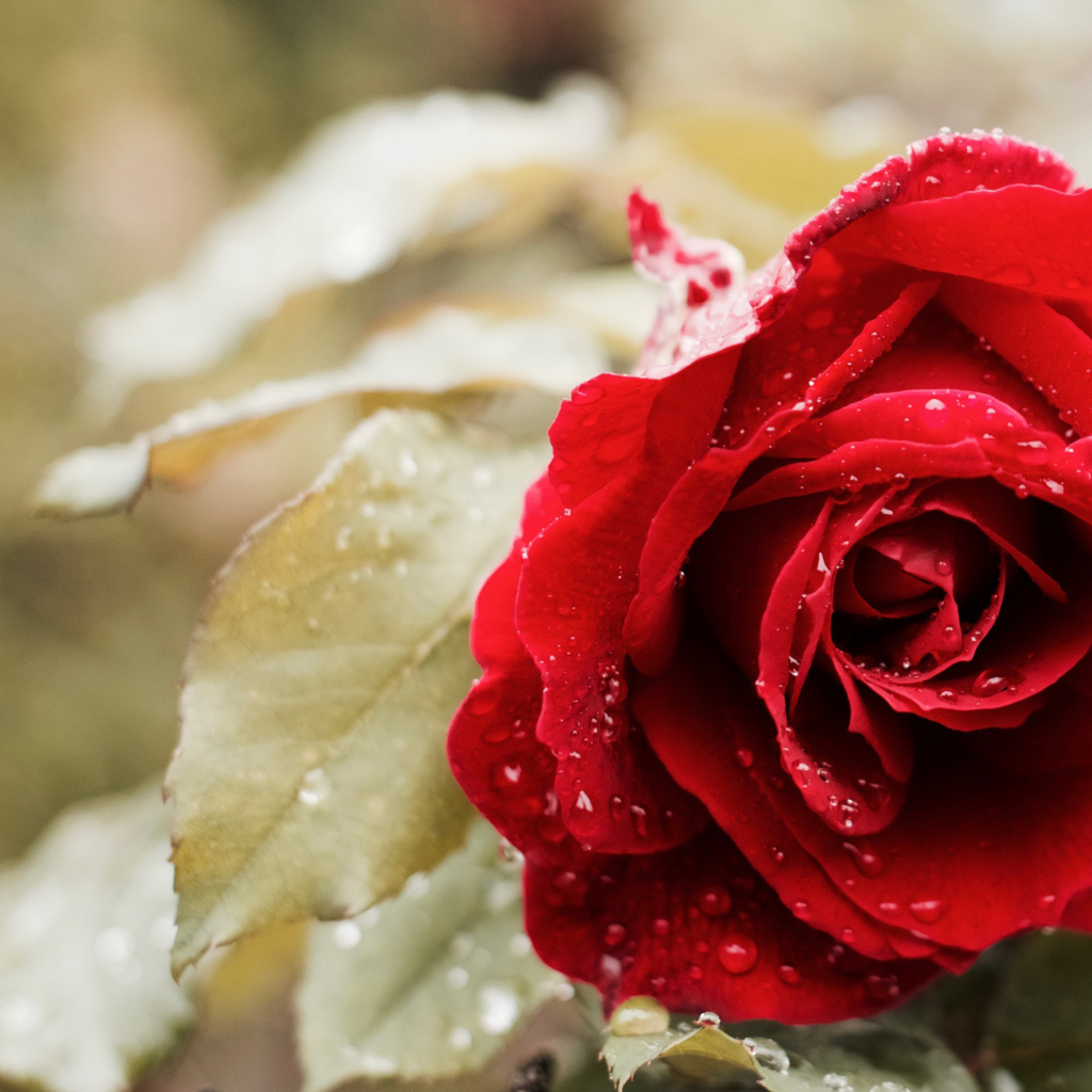 Красивая красная роза в каплях росы в саду крупным планом