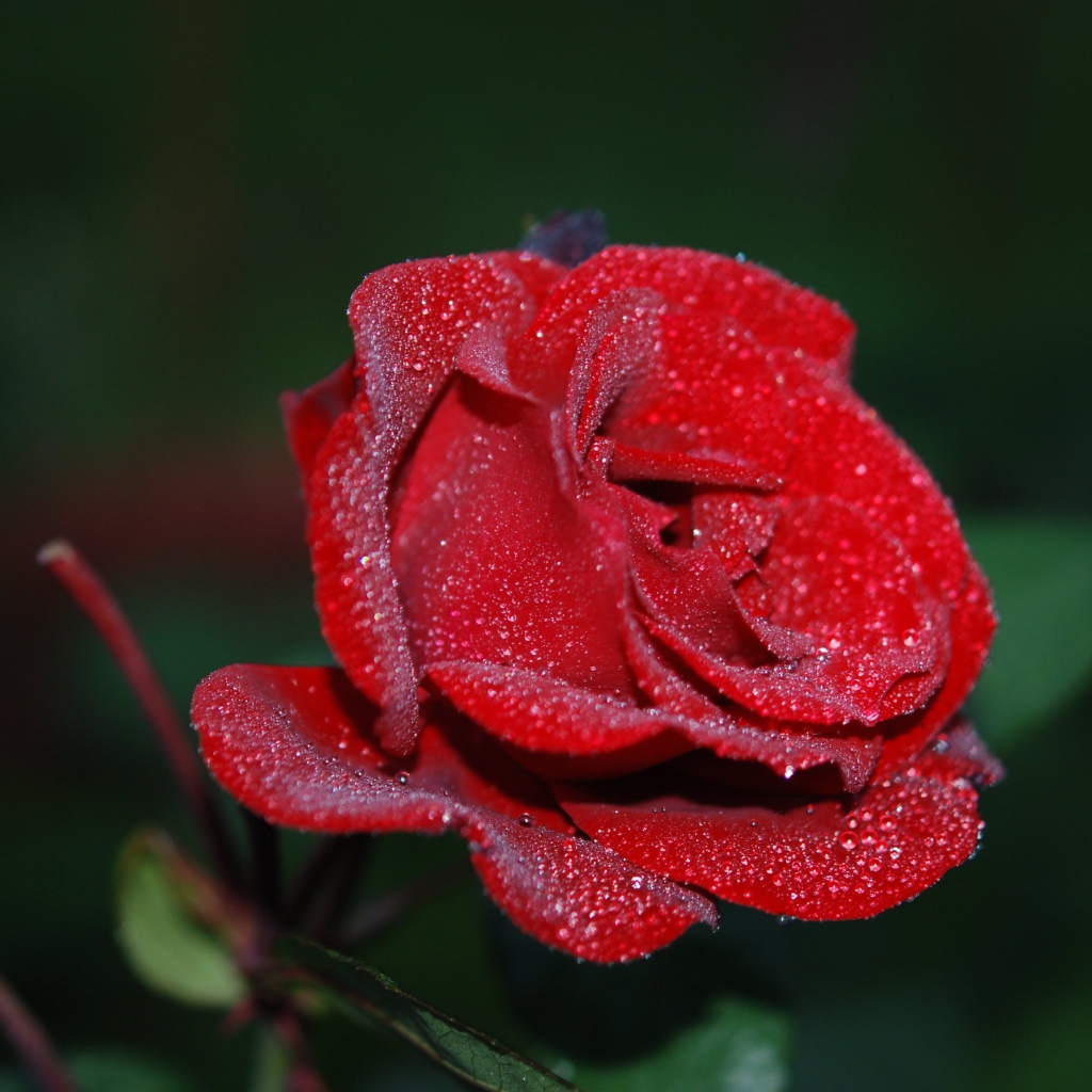 Красивая красная роза с бутонами в каплях росы