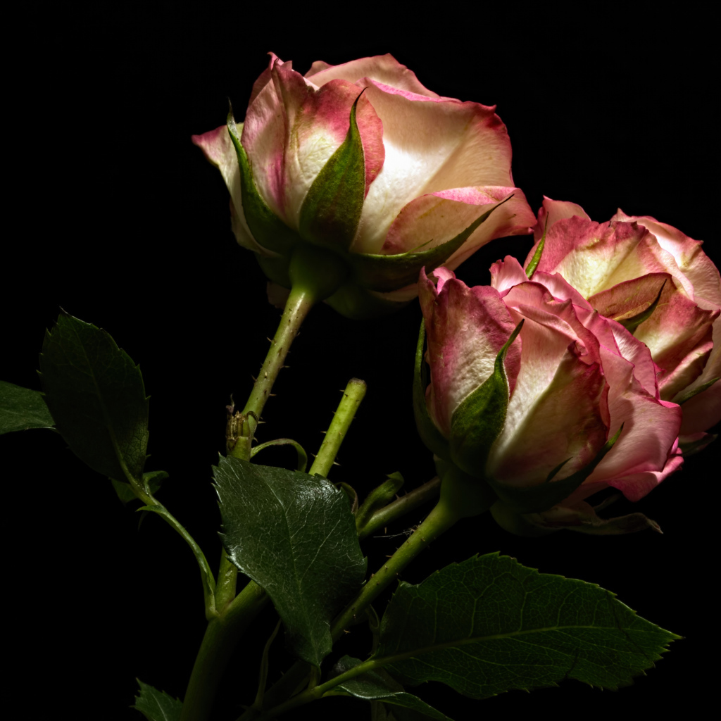 Красивые розы с бело-розовыми лепестками на черном фоне