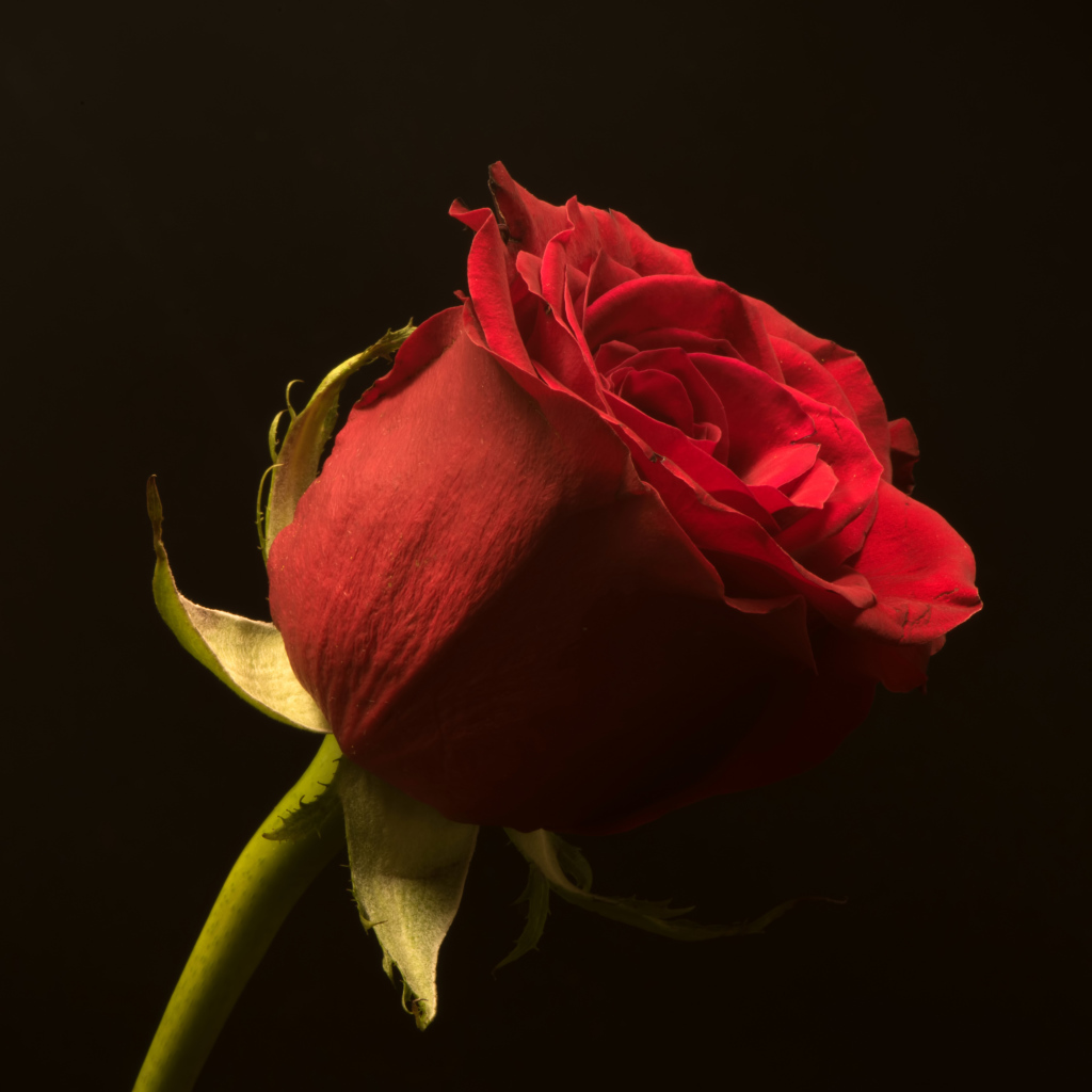 Красивая алая английская роза на черном фоне