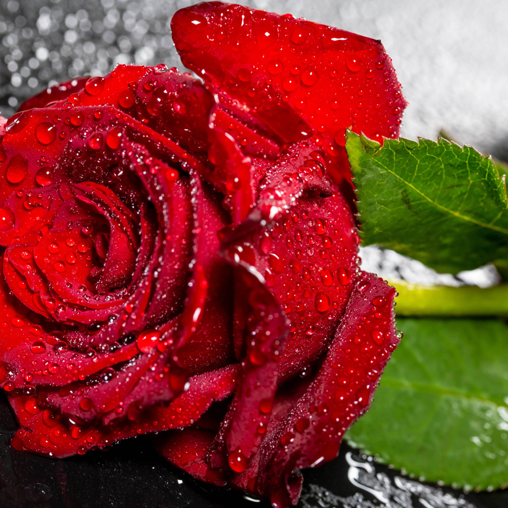 Красивая алая роза в каплях воды на черном поверхности 
