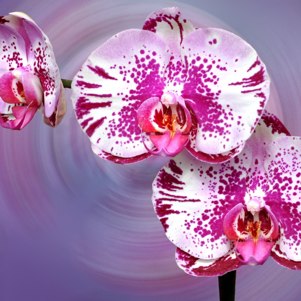 Красивая пятнистая розовая орхидея на сиреневом фоне