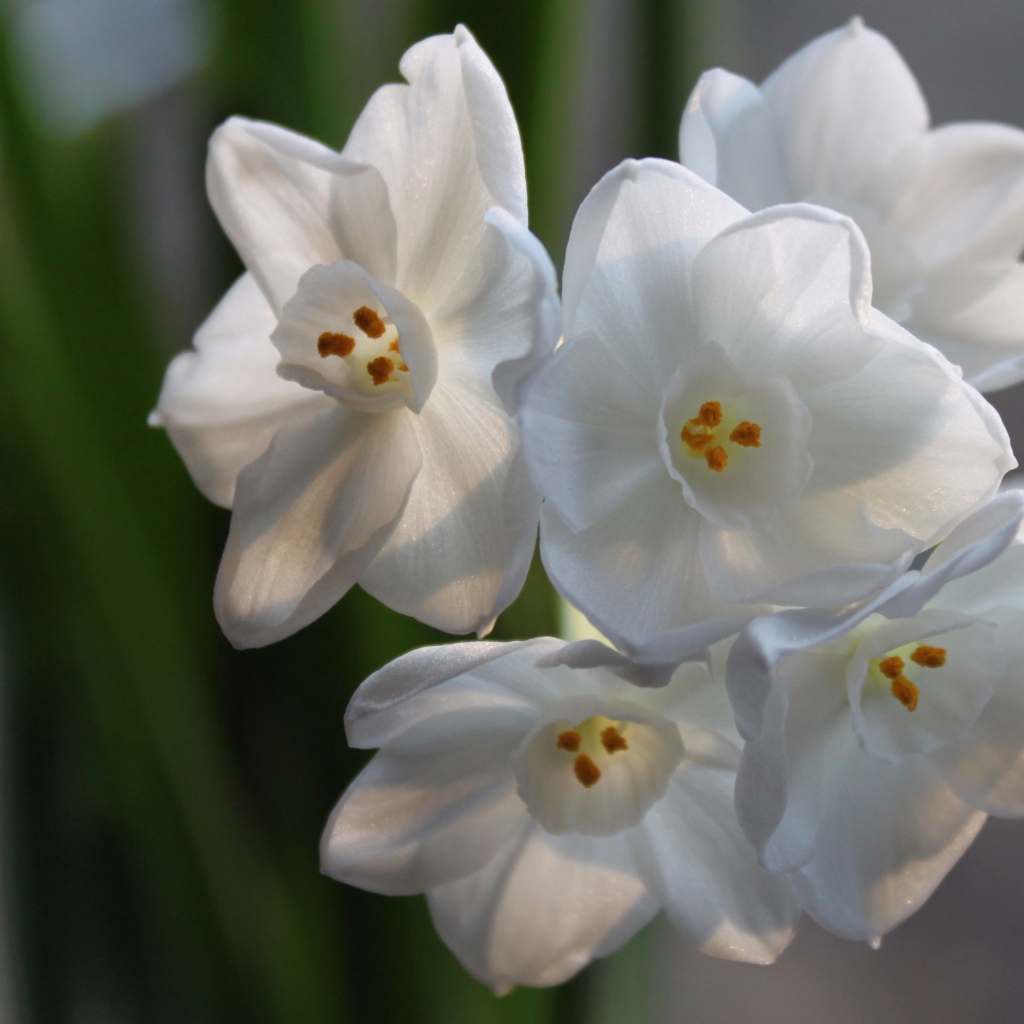 Красивые белые цветы амариллиса на ветке