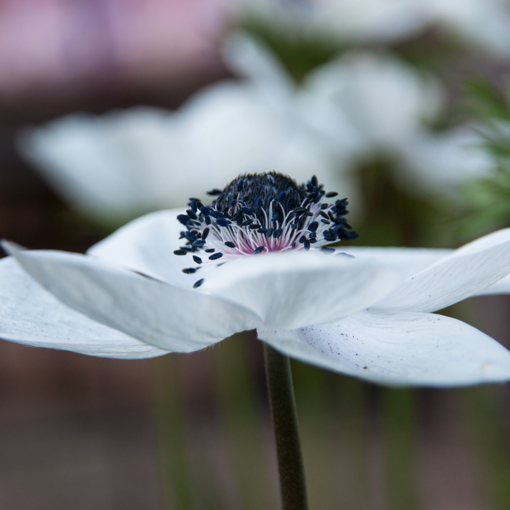 Красивый белый цветок анемоны крупным планом