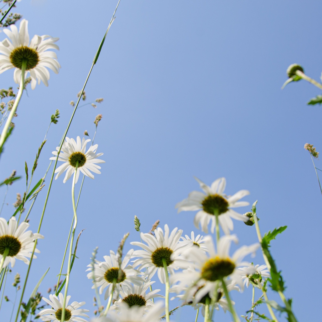 Красивые белые ромашки в траве 