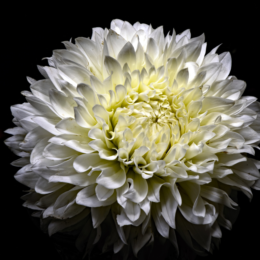 Красивая белая пушистая хризантема на черном фоне