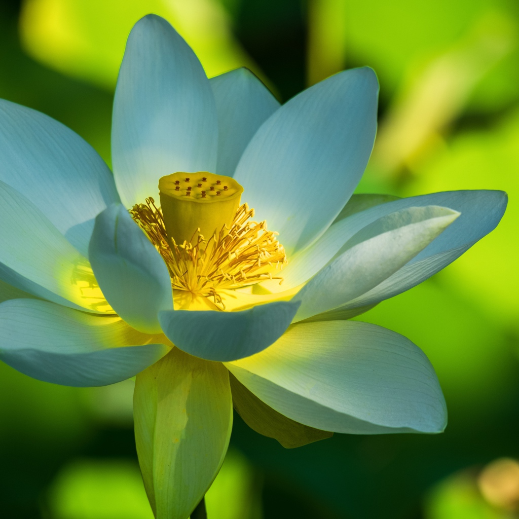 Красивый белый цветок лотоса крупным планом