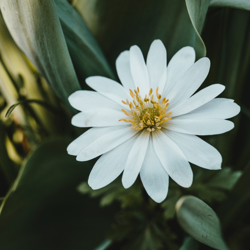 Красивый белый цветок остеоспермум с зелеными листьями