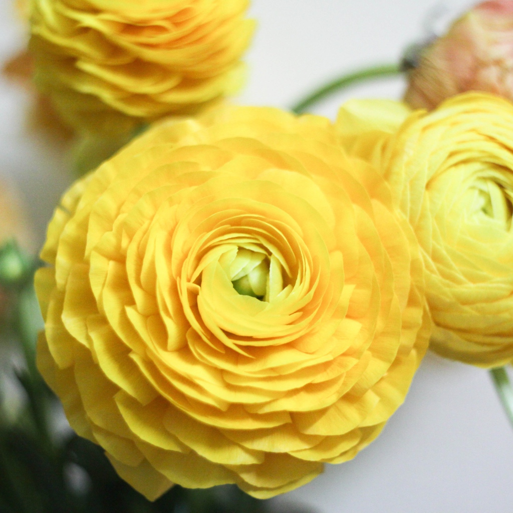 Красивые желтые цветы лютика крупным планом