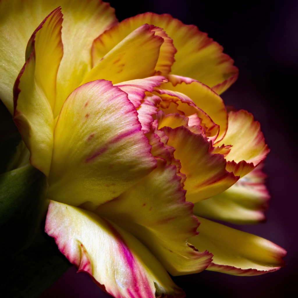 Красивая желтая гвоздика крупным планом