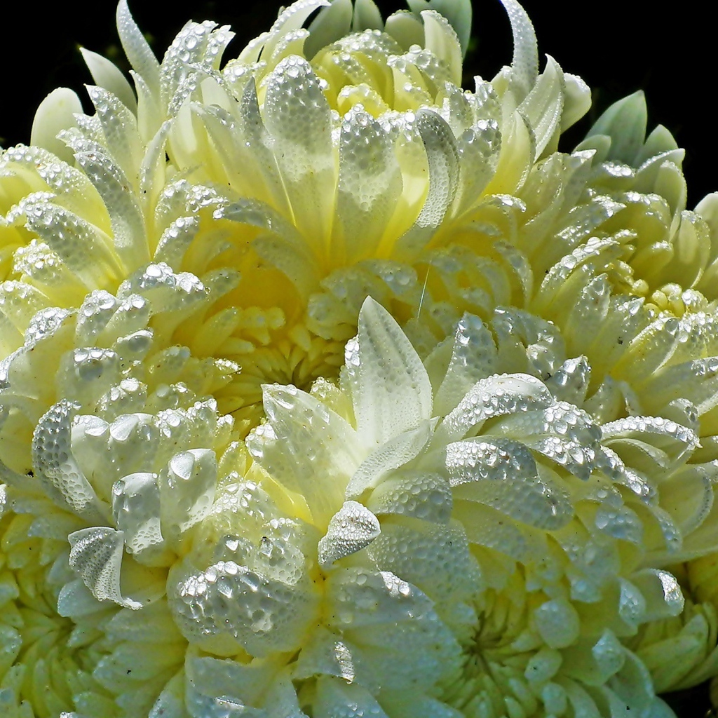 Красивые желтые хризантемы в каплях воды 