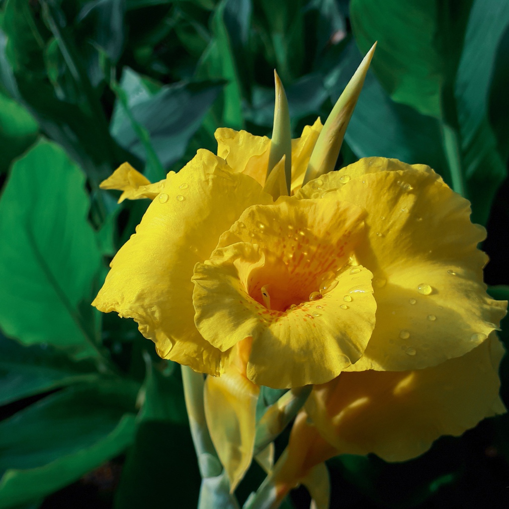 Красивый желтый цветок гладиолуса в каплях росы 