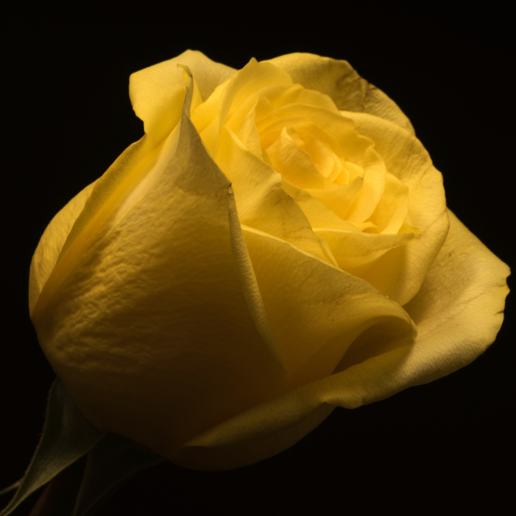 Красивая желтая роза на черном фоне крупным планом