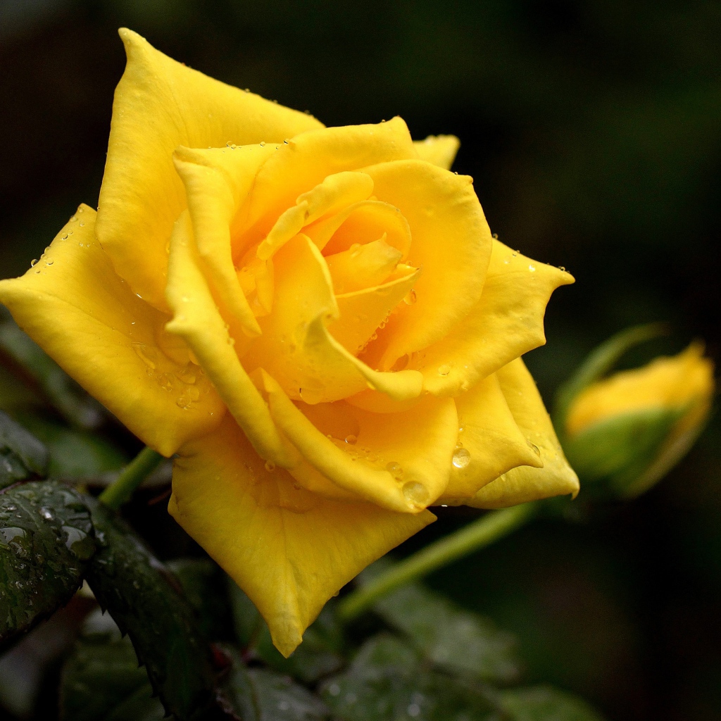 Красивая желтая роза с бутоном в каплях росы крупным планом