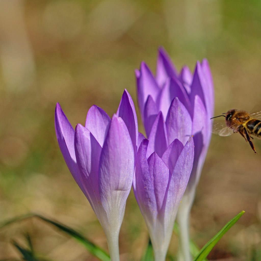 Пчела летит к сиреневым весенним крокусам