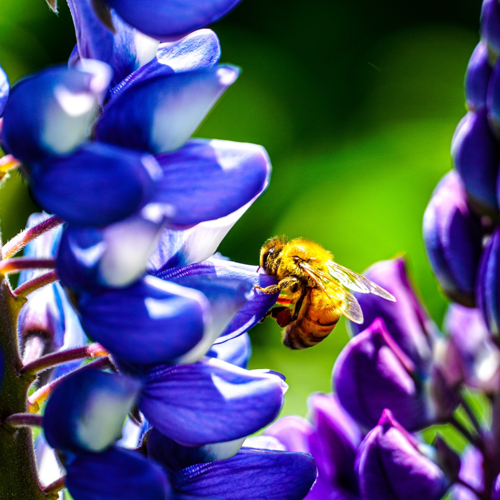 Пчела сидит на цветке люпина 
