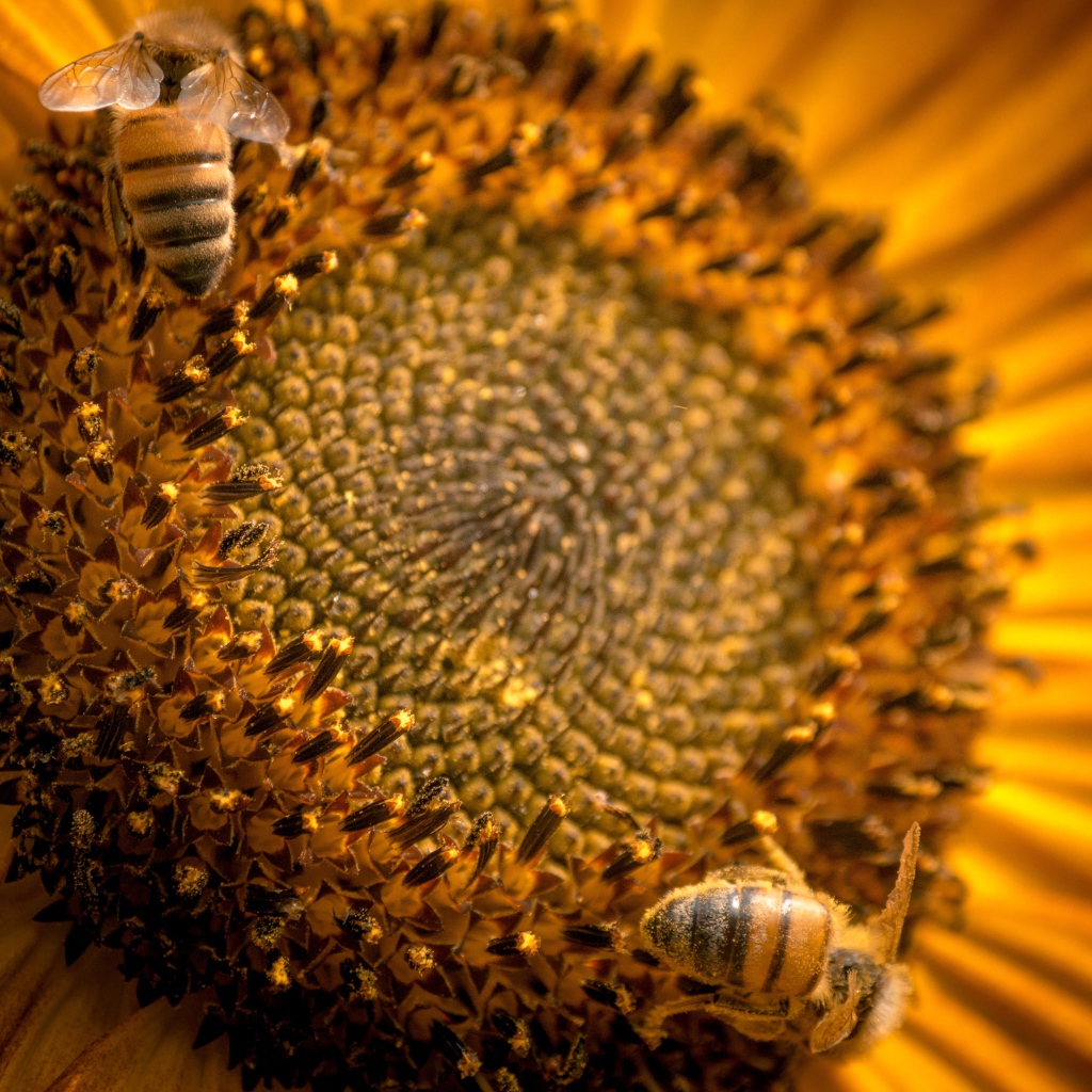 Пчелы собирают нектар с цветка подсолнуха 