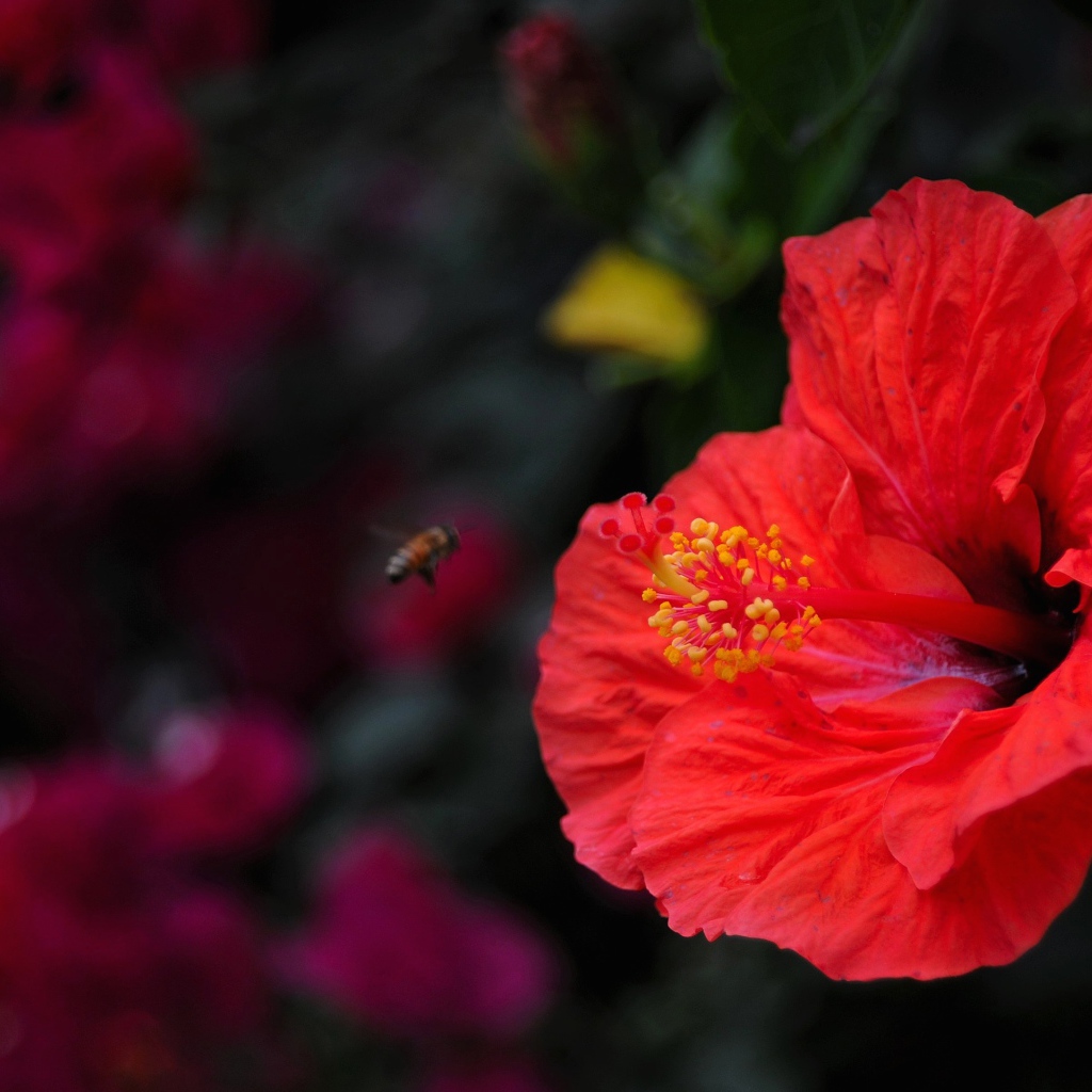 Большой красный цветок гибискуса крупным планом