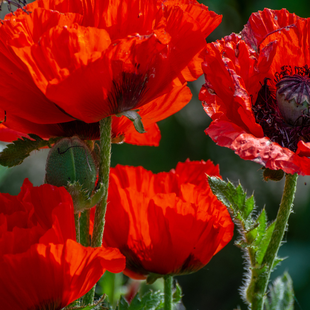 Большие красные маки с бутонами в лучах солнца
