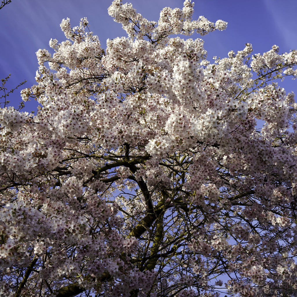Большое дерево в розовыми цветами на фоне голубого неба 