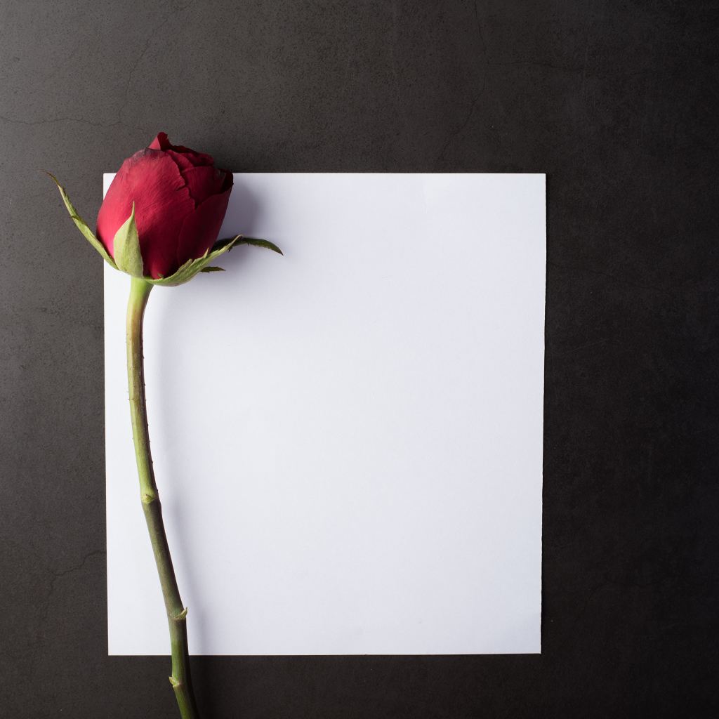 Чистый белый лист с красной розой на сером столе
