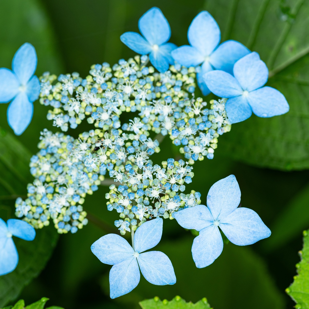 Распускающиеся цветы голубой гортензии в зеленых листьях 