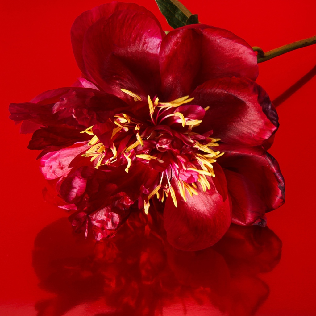 Цветок распустившегося пиона на красном фоне