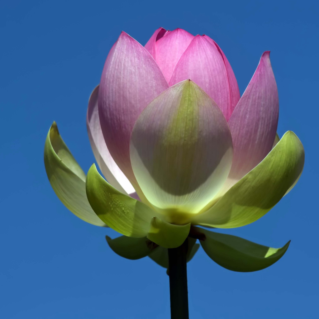 Распускающийся розовый цветок лотоса на фоне голубого неба 