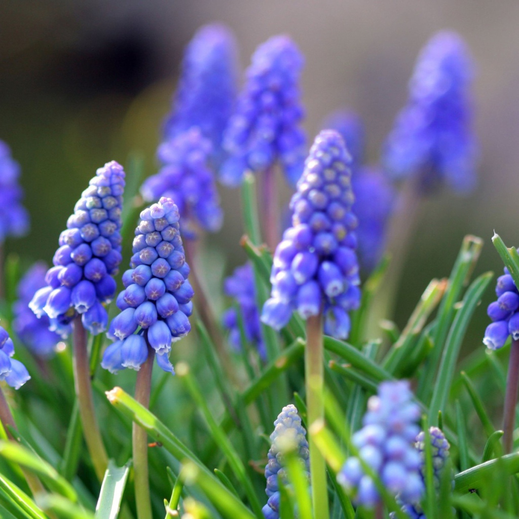 Синие цветы мускари в лучах солнца 