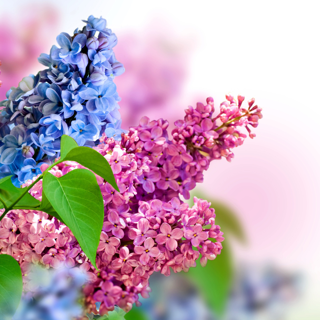 Синие и розовые цветы сирени на белом фоне