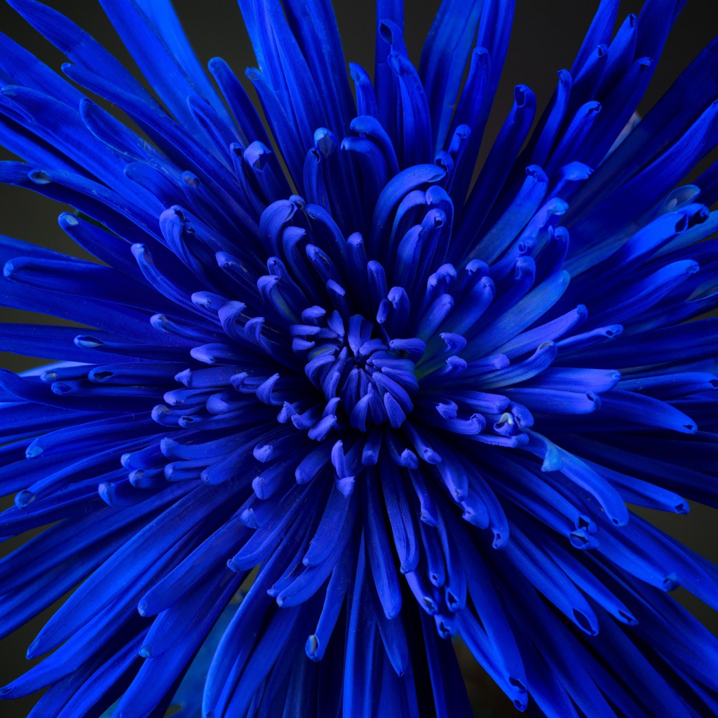 Синий цветок астры крупным планом